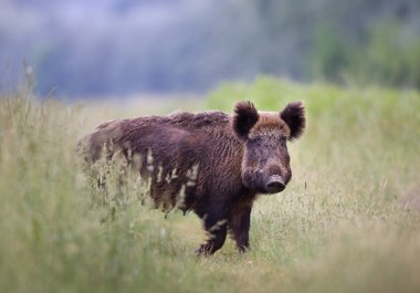 Yaban domuzu (Sus Scrofa Ferus)