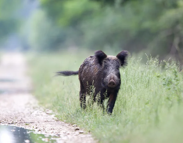Wild boar (Sus Scrofa Ferus) — Stock Photo, Image