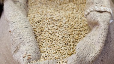 yulaf çuval içinde