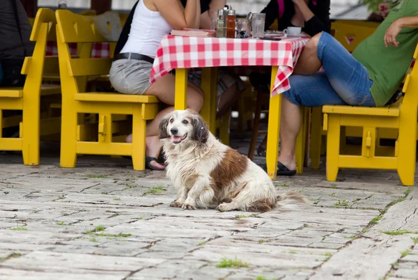 Köpek Restoran tablo önünde