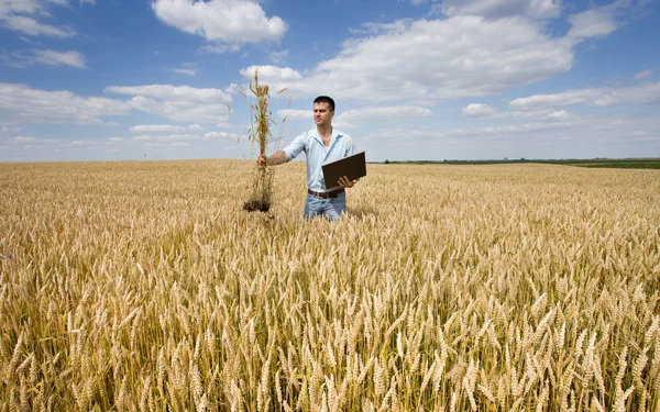 笔记本电脑和小麦堆的农夫 — 图库照片
