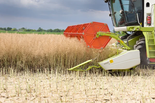 Combine harvester working in rapeseed — Stock Photo, Image