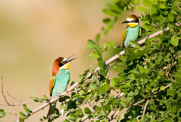 Bee-eater couple — Stock Photo, Image