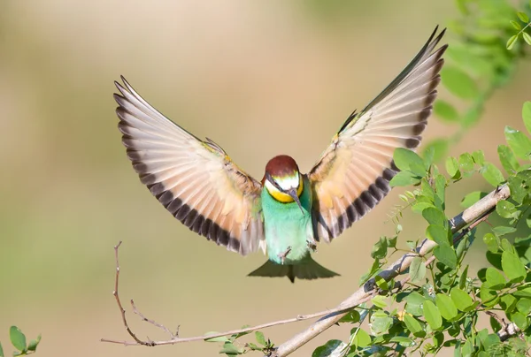 Bijeneter met verspreiding vleugels — Stockfoto