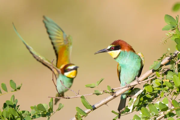 Bee-eater couple — Stock Photo, Image
