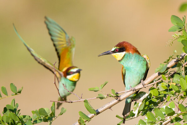 Bee-eater couple
