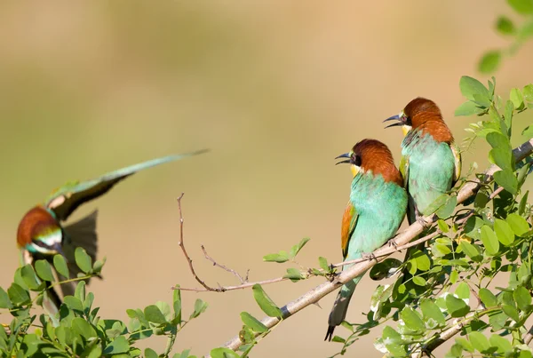 Bee-eater couple with third one — Stock Photo, Image