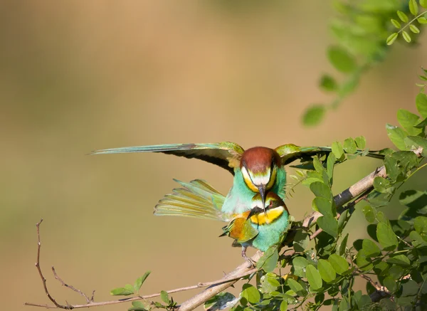 Bee-eater couple mating — Stock Photo, Image