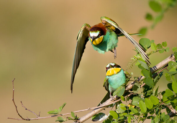 Bee-eater couple