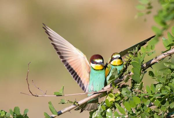 Bee-eater couple — Stock Photo, Image