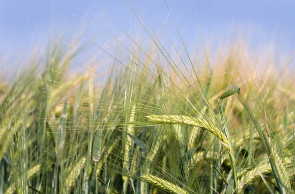 Barley field in springtime — Stock Photo, Image