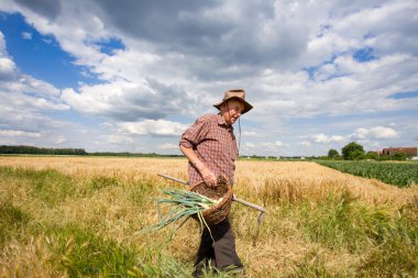 Köylü Örme sepet içinde taze soğan ile