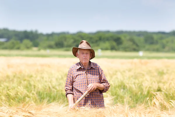 Worker in barley field — Stock Photo, Image