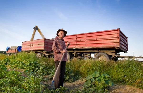 Agricultor senior en cosecha de maíz — Foto de Stock
