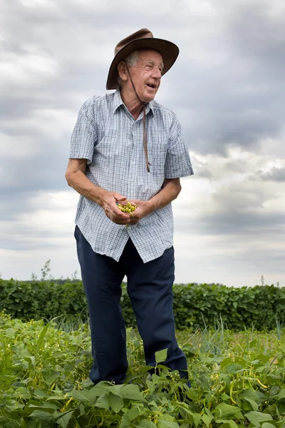Agricultor sénior detentor de feijão amarelo — Fotografia de Stock