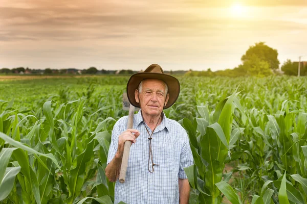 Agricultor com enxada no campo de milho — Fotografia de Stock