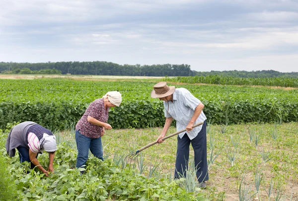 Boeren in gele bean veld — Stockfoto