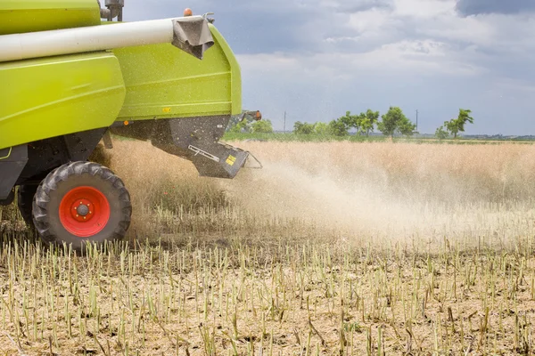 Combine harvester working in rapeseed — Stock Photo, Image