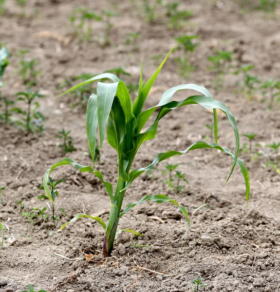 Maïs planten — Stockfoto