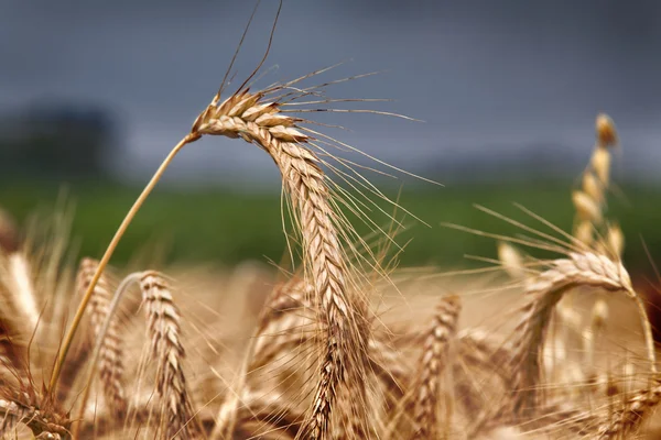 Gerst veld — Stockfoto