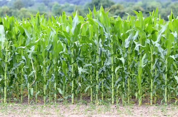 Maisfeld im Sommer — Stockfoto