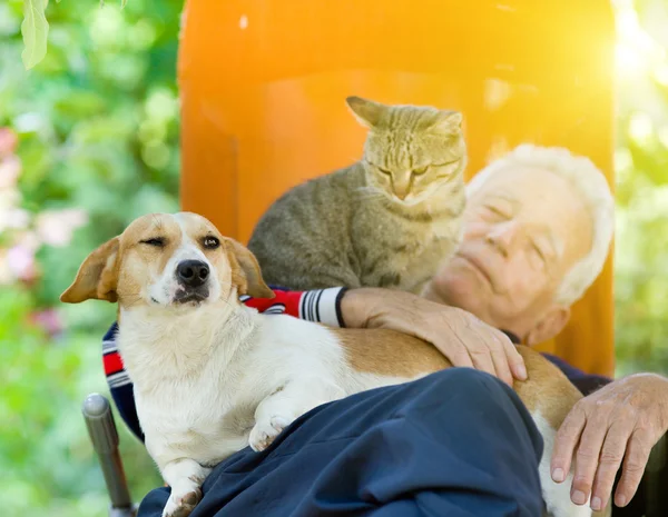 Старший мужчина с собакой и кошкой — стоковое фото