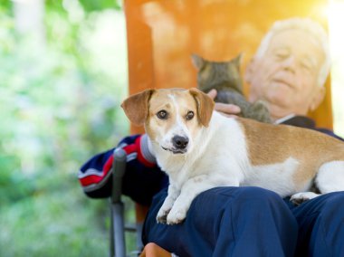üst düzey adam köpek ve kedi