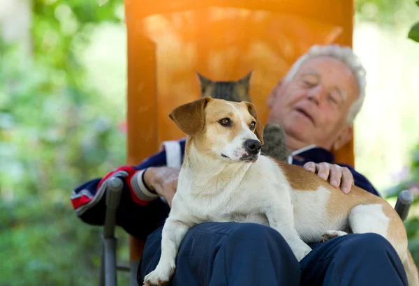 Äldre man med hund och katt — Stockfoto