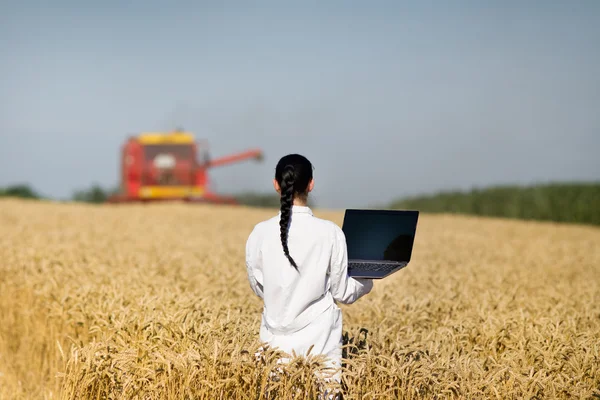 麦畑の女性農学 — ストック写真