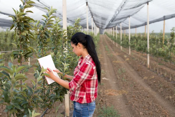 Niña en huerto de manzana — Foto de Stock