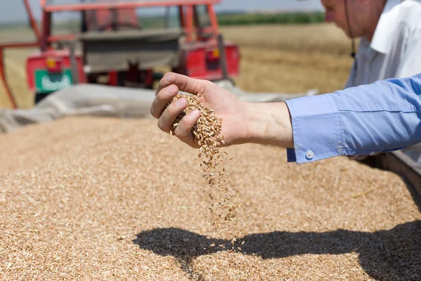 小麦籽粒从人的手落下 — 图库照片