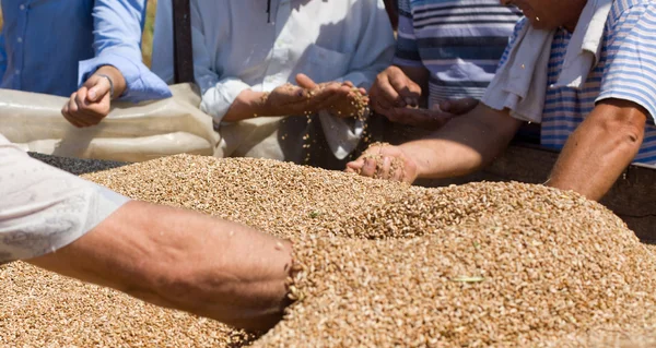 Manos humanas en la pila de grano de trigo — Foto de Stock