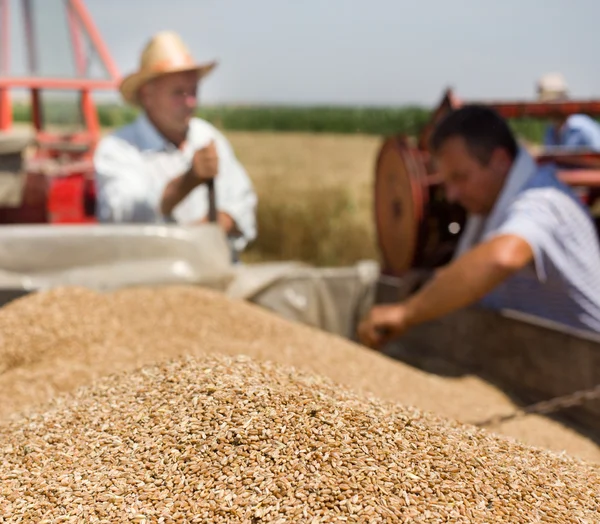 Pšeničná zrna v přívěsu traktoru — Stock fotografie