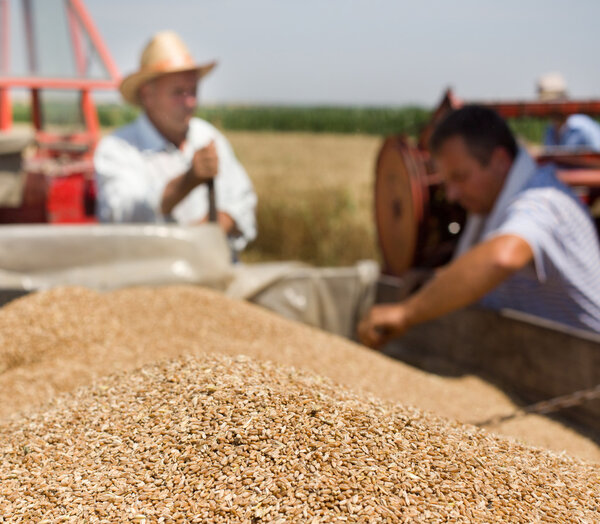 Wheat grain in tractor trailer