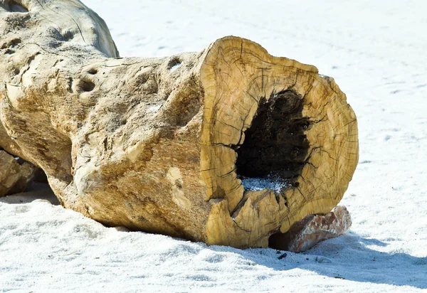 Dry trunk on white sand — Stock Photo, Image