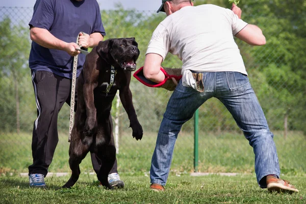 Köpek eğitimi — Stok fotoğraf