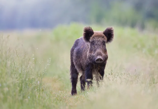 Wild boar (sus scrofa) — Stock Photo, Image