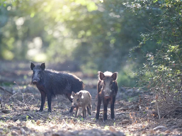 Three wild boars in forest — Stock Photo, Image