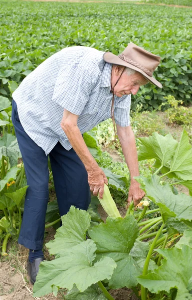 Peasant harvesting zucchini — Stock Photo, Image