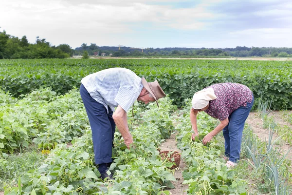 Boeren in gele bean veld — Stockfoto