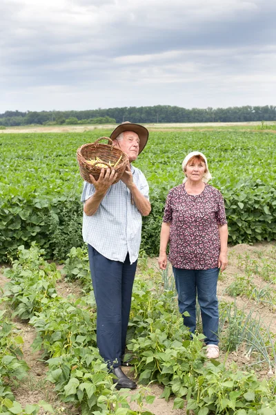 Campesinos en campo de frijoles amarillos — Foto de Stock