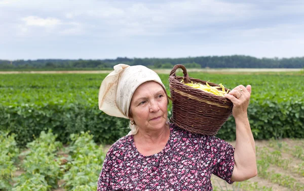 Țară femeie cu coș cu fasole galbenă — Fotografie, imagine de stoc