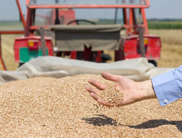 Grano de trigo que cae de la mano humana — Foto de Stock