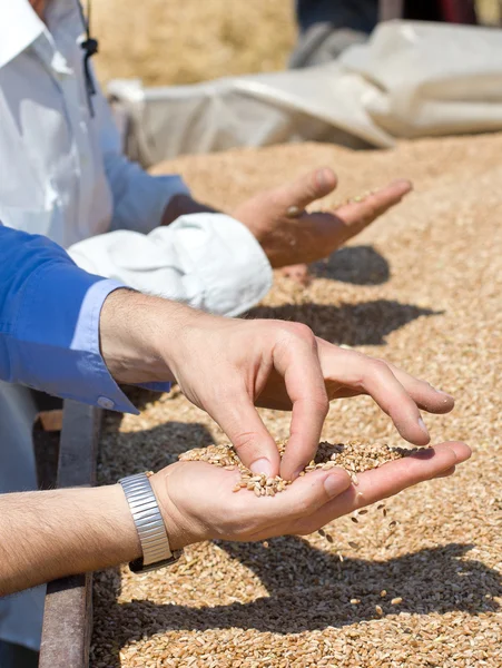 Cereali di frumento nella palma umana — Foto Stock