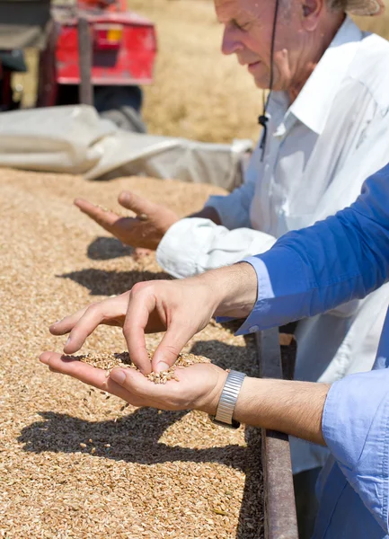 Cereali di frumento nella palma umana — Foto Stock