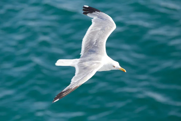 Mouette volant — Photo