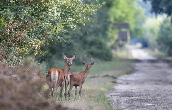 Hind avec les jeunes cerfs — Photo