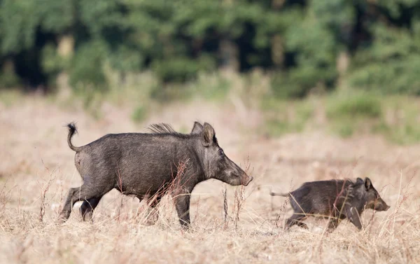 Wild boar with piglet — Stock Photo, Image