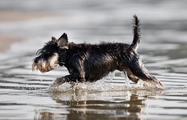 Sığ sularda koşan köpek — Stok fotoğraf