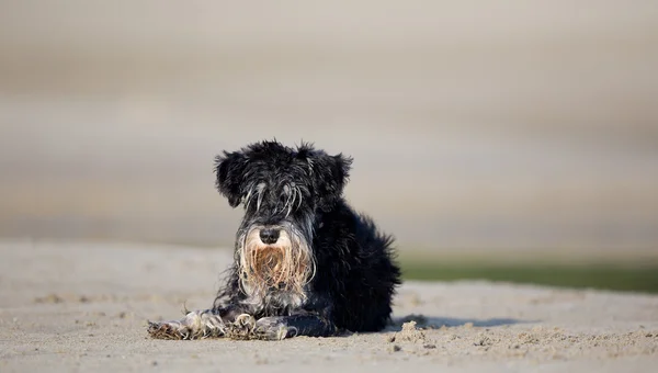 Cão molhado descansando na praia — Fotografia de Stock